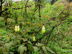 Ichtyoselmis macrantha