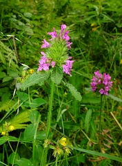 Betonica hirsuta