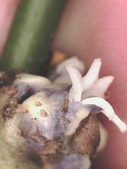 Palicourea axillaris