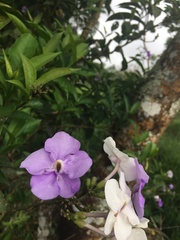Brunfelsia grandiflora