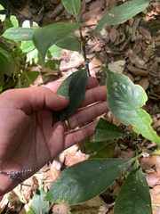 Palicourea axillaris