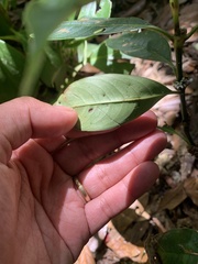 Palicourea axillaris