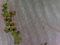 Frullania bolanderi