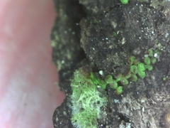 Frullania bolanderi