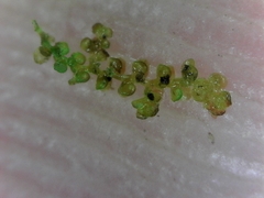 Frullania bolanderi