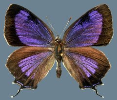 Hypaurotis crysalus citima