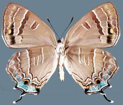 Hypaurotis crysalus citima