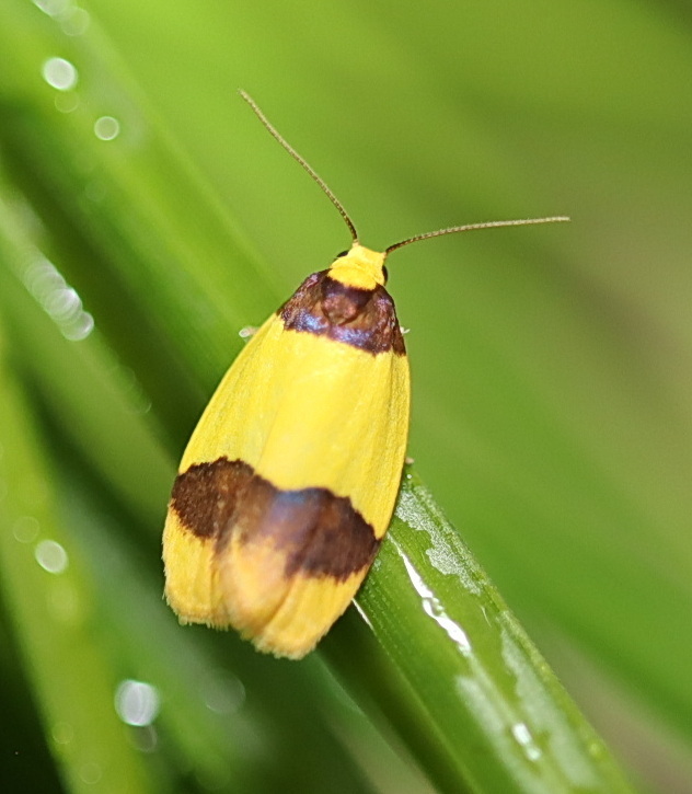 Heterallactis
