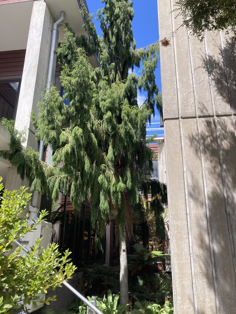 rimu from Creyke Road, Ilam, Canterbury, NZ on November 18, 2021 at 11: ...