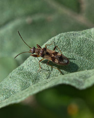 Neopamera bilobata