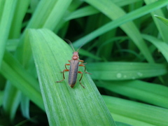 Cantharis soeulensis