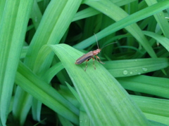Cantharis soeulensis