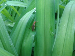 Cantharis soeulensis