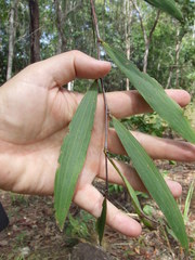 Acacia fleckeri
