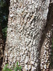 Acacia fleckeri