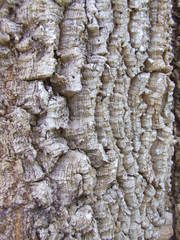 Acacia fleckeri