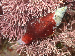 Nodopelagia brazieri