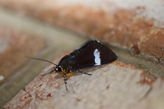 Argyrolepidia aequalis