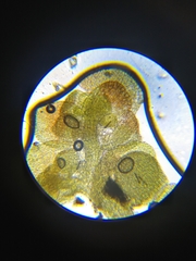 Frullania bolanderi