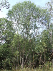 Acacia fleckeri