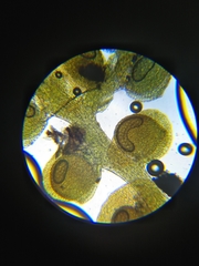 Frullania bolanderi
