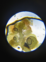 Frullania bolanderi