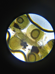 Frullania bolanderi