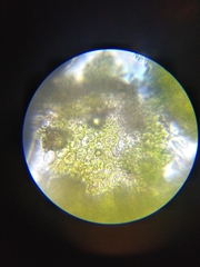 Frullania bolanderi