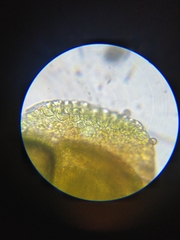 Frullania bolanderi