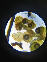 Frullania bolanderi