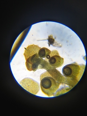 Frullania bolanderi