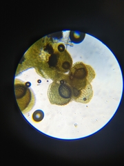 Frullania bolanderi