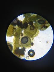 Frullania bolanderi