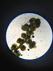 Frullania bolanderi