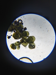 Frullania bolanderi