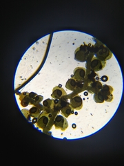 Frullania bolanderi