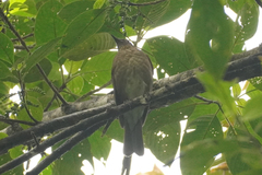 Turdus obsoletus