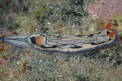 Hypselodoris maritima