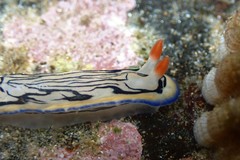 Hypselodoris maritima