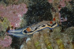 Hypselodoris maritima