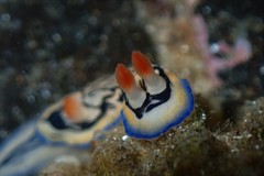 Hypselodoris maritima