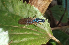 Raphiocera armata