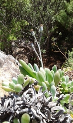 Curio crassulifolius