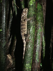 Enyalioides