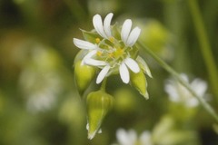 Drymaria villosa