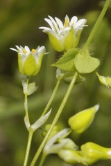 Drymaria villosa