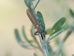 Belidae
