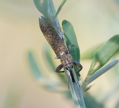 Belidae
