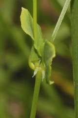 Drymaria villosa