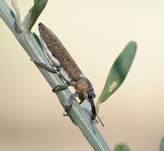 Belidae